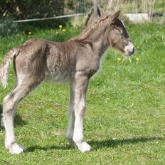 Irish Cob Hauge´s Morgan *solgt*