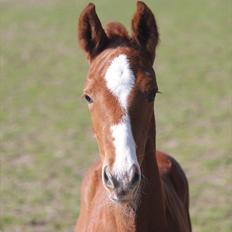 Dansk Varmblod Don Antino