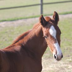 Dansk Varmblod Don Antino
