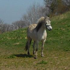Anden særlig race Lille Ole (solgt)