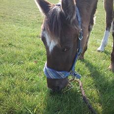 Knabstrupper Antoli´s Lynet