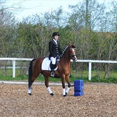 Arabisk fuldblod (OX) AC Jehmira