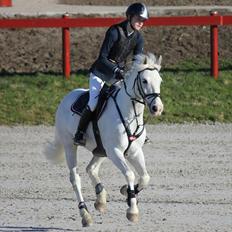 Anden særlig race CastleFarm Jimmy Blue B-pony