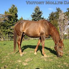 Quarter Victory Mollys Dandy