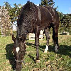 Quarter San Par Vision