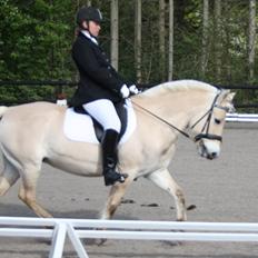 Fjordhest Aija Romeo