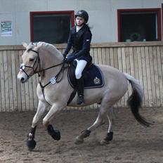 Fjordhest Neptun Skovå