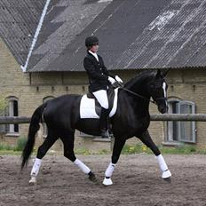 Anden særlig race Bøggild's Zaire