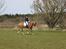 Tysk Sportspony Brisand
