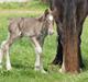 Irish Cob Hauge´s Morgan *solgt*