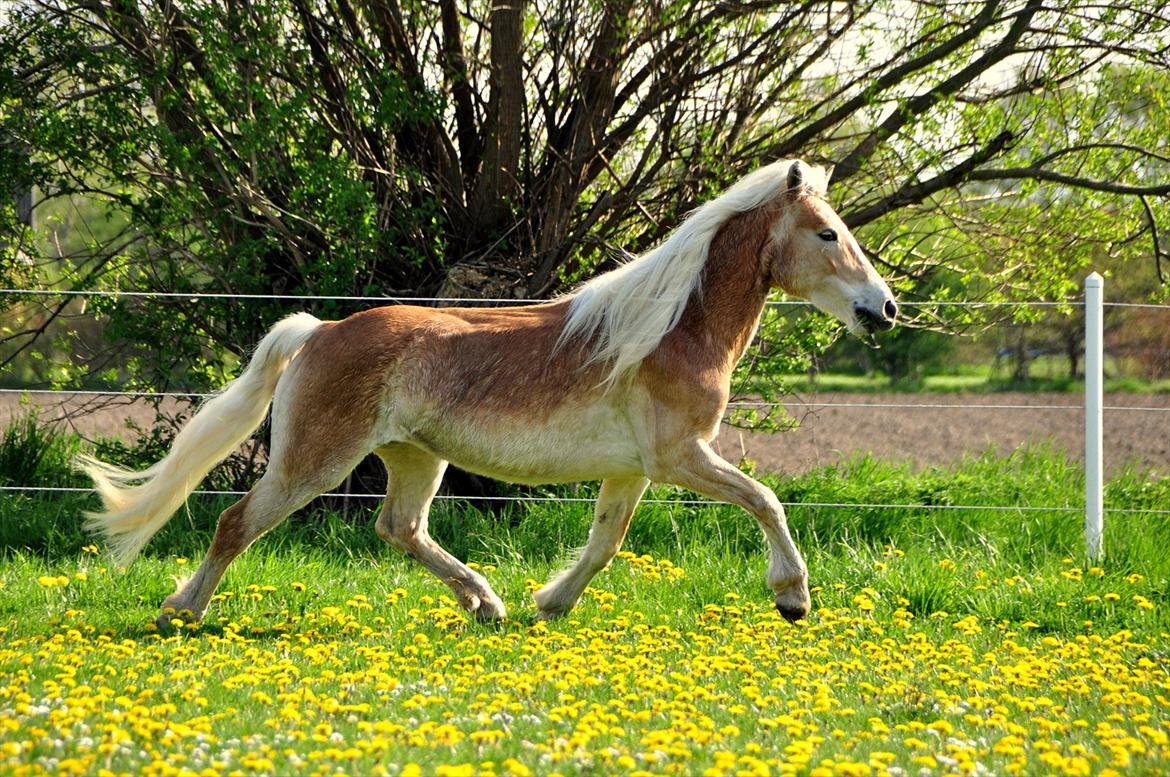 Haflinger Ulvira - D.03-05-2012 billede 3