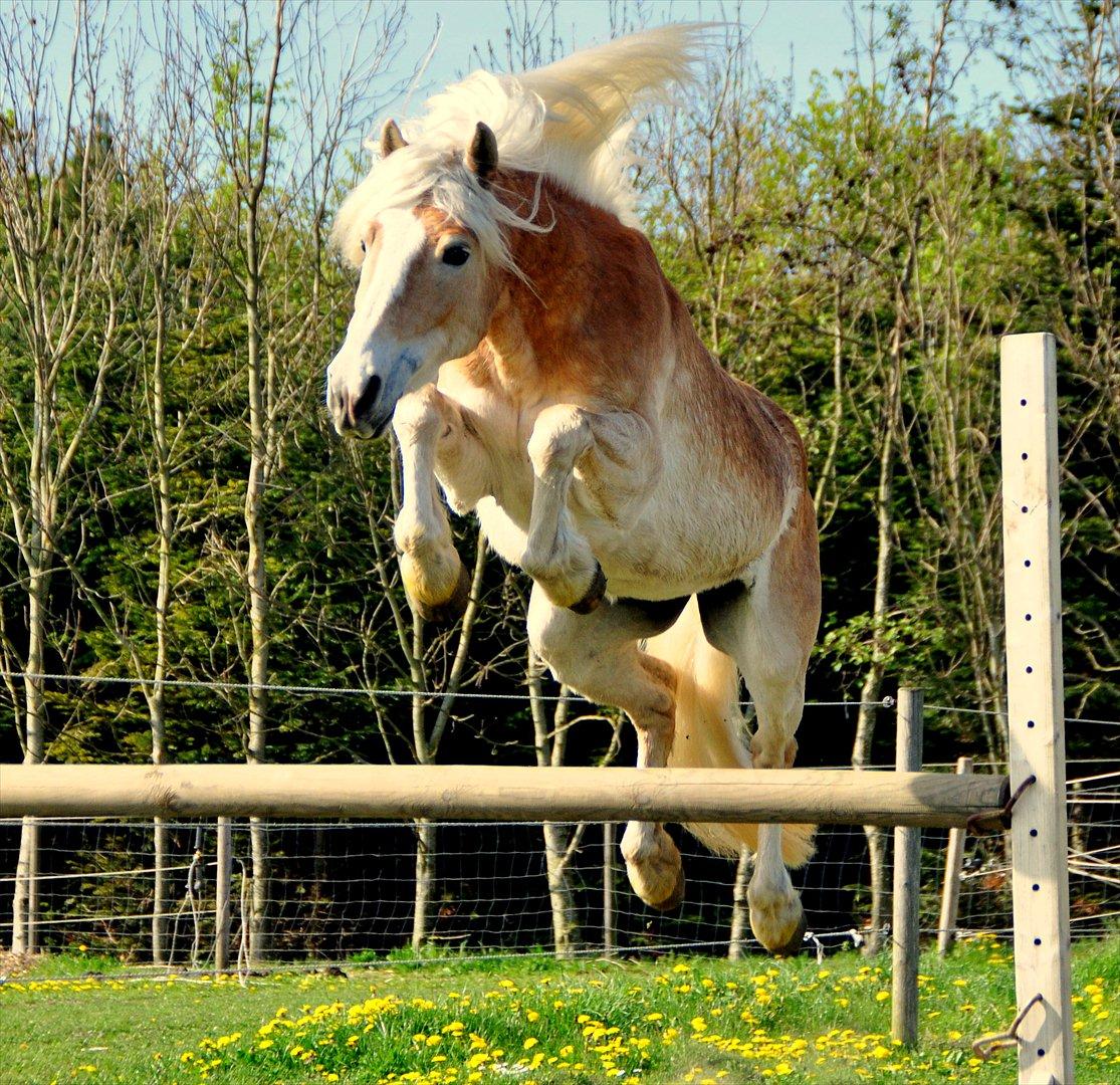 Haflinger Ulvira - D.03-05-2012 billede 5