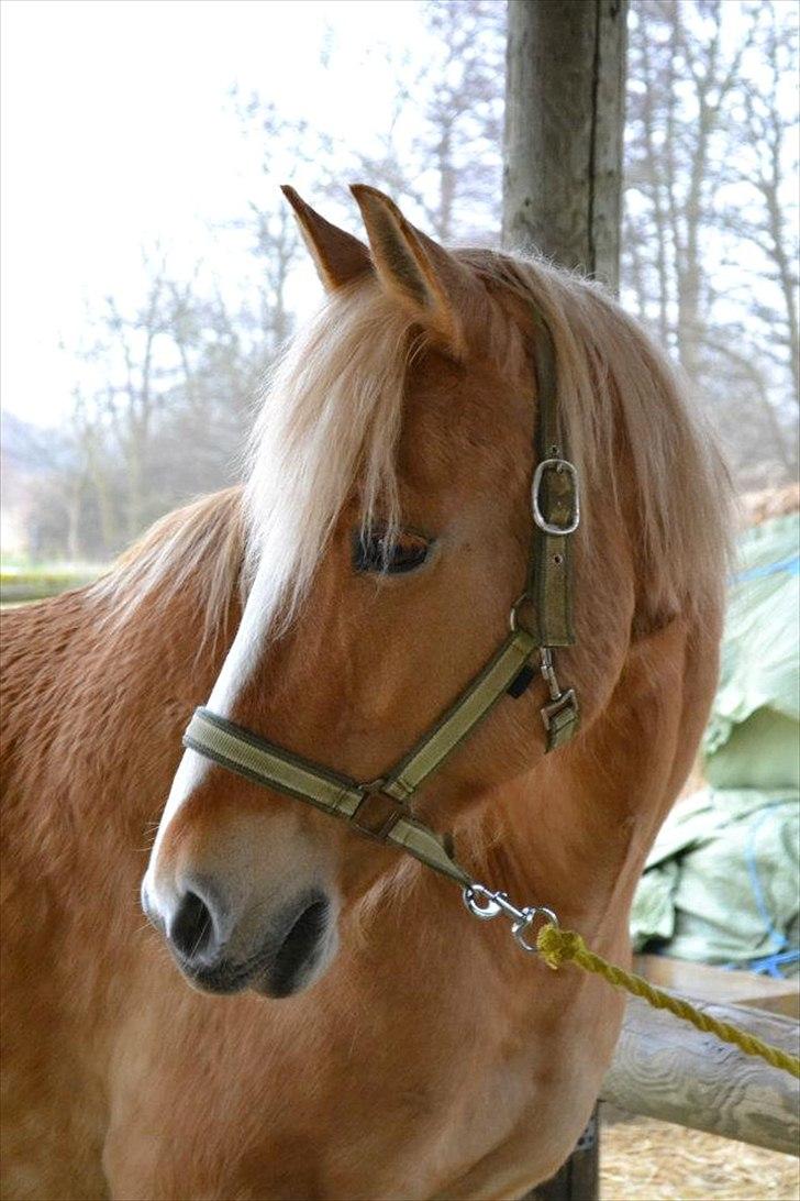 Anden særlig race Pallo - Smukke!!
Foto: Stine billede 1