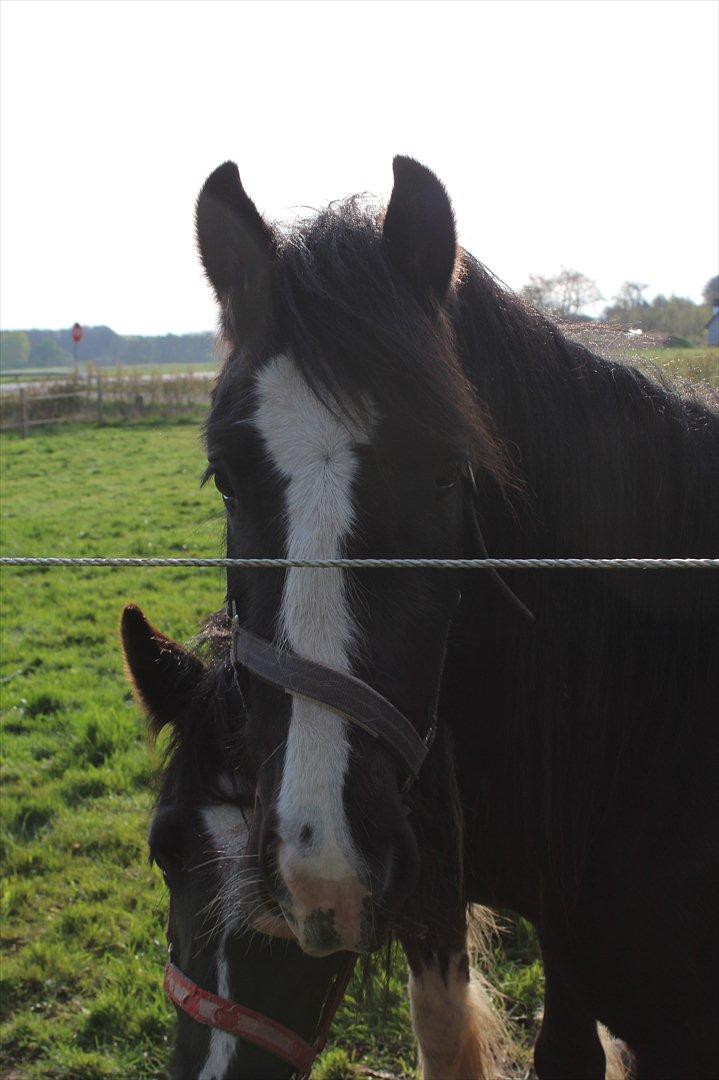 Irish Cob Haven´s Molly *SOLGT* - Mollys kønne hoved. billede 1