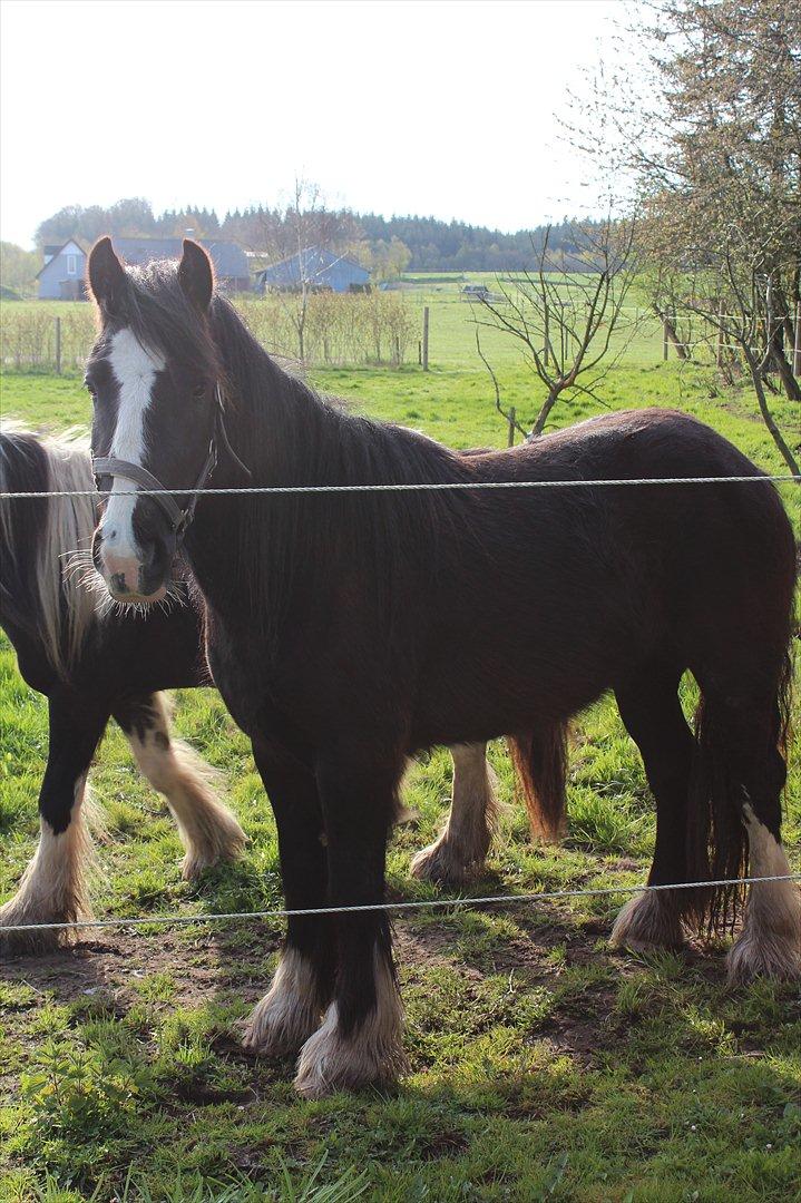 Irish Cob Haven´s Molly *SOLGT* - Mollys elegante figur. billede 2