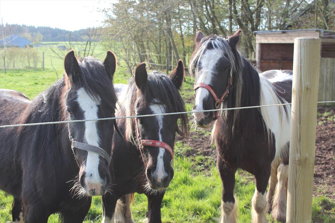 Irish Cob Haven´s Molly *SOLGT* - Molly til venstre med hendes halvsøstre, Malou i midten og Mille til højre. billede 3