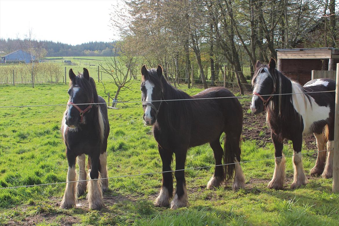 Irish Cob Haven´s Molly *SOLGT* - 3 forventningsfulde piger i sommerfolden. billede 4