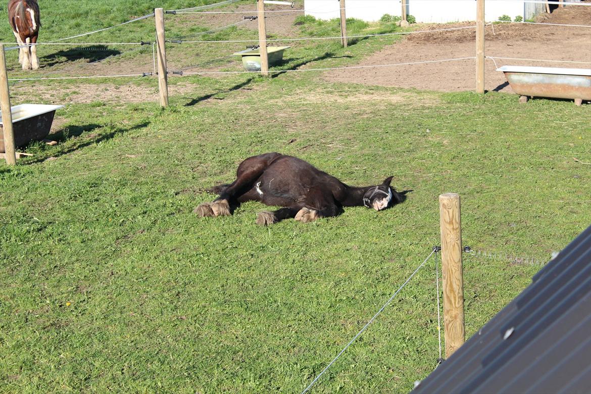 Irish Cob Haven´s Molly *SOLGT* - Ja, trætheden kan overvælde alle, tid til middagslur tæt på alle de andre. billede 5