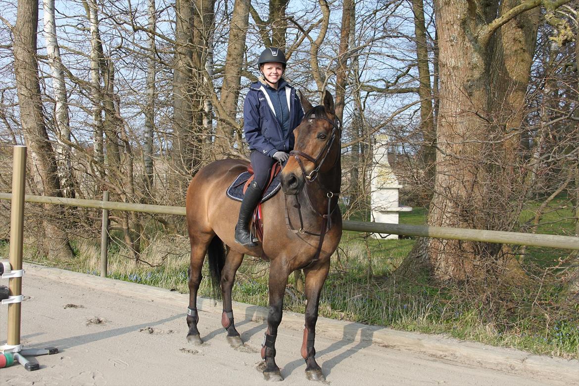 Dansk Varmblod Bounty Hunter billede 1