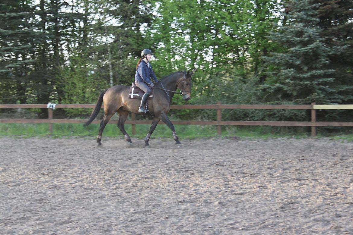 Dansk Varmblod Bounty Hunter billede 2