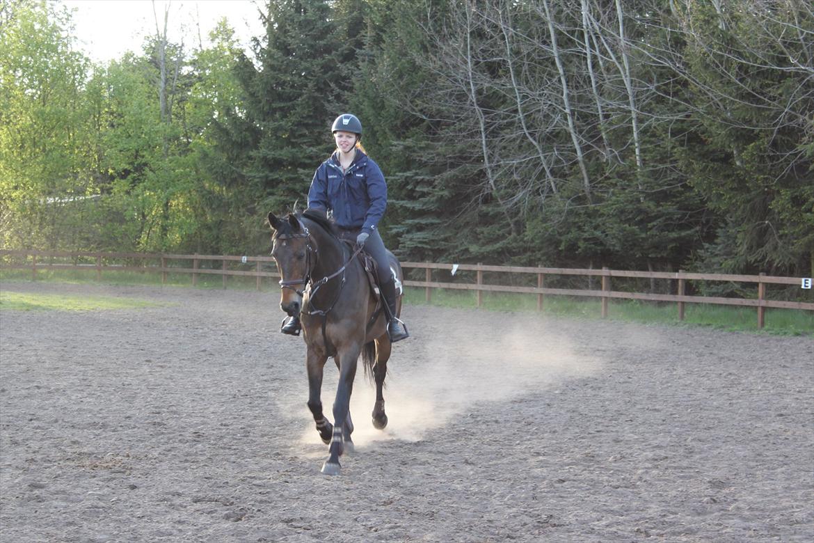 Dansk Varmblod Bounty Hunter billede 3