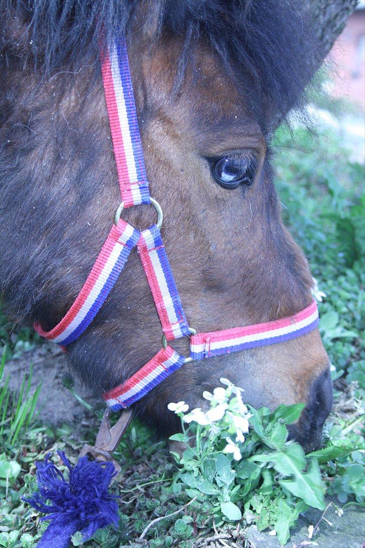 Shetlænder Spirit - Drenges smukke øje billede 4
