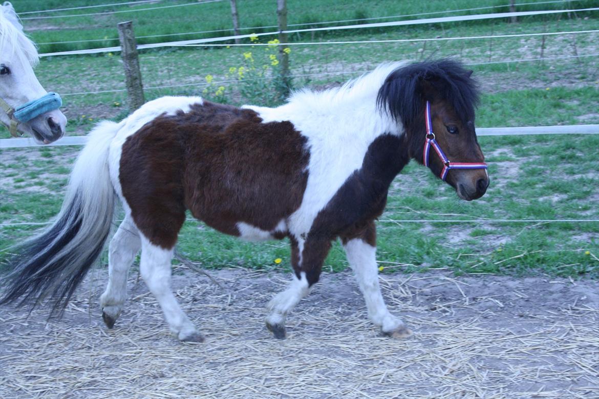 Shetlænder Spirit - Roden leget med bella billede 6