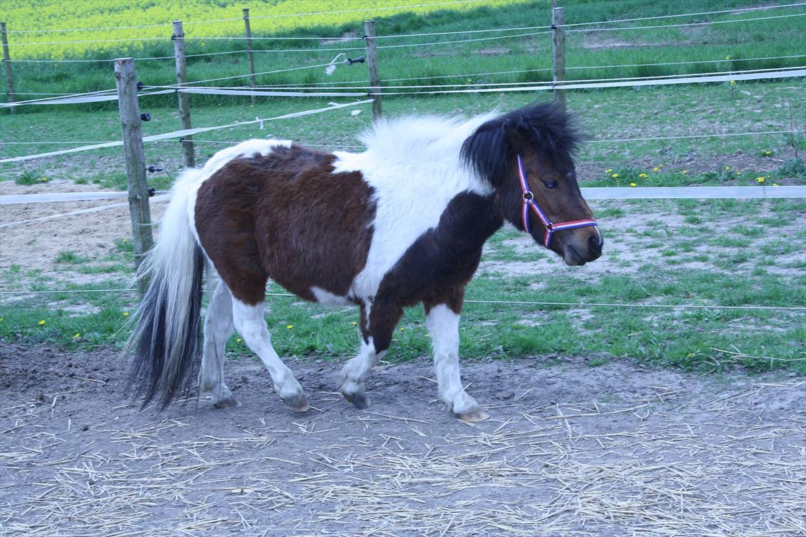 Shetlænder Spirit - smukke løber lidt rundt billede 7