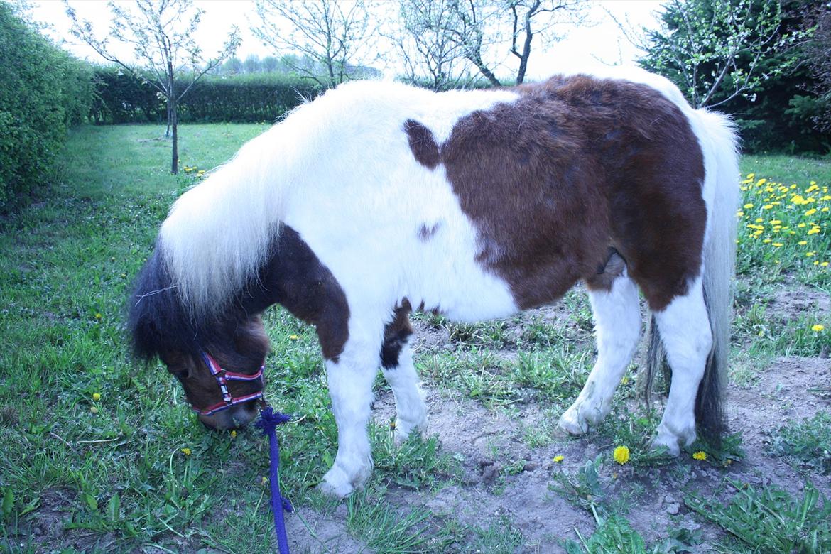 Shetlænder Spirit - han blev lige sulten billede 8