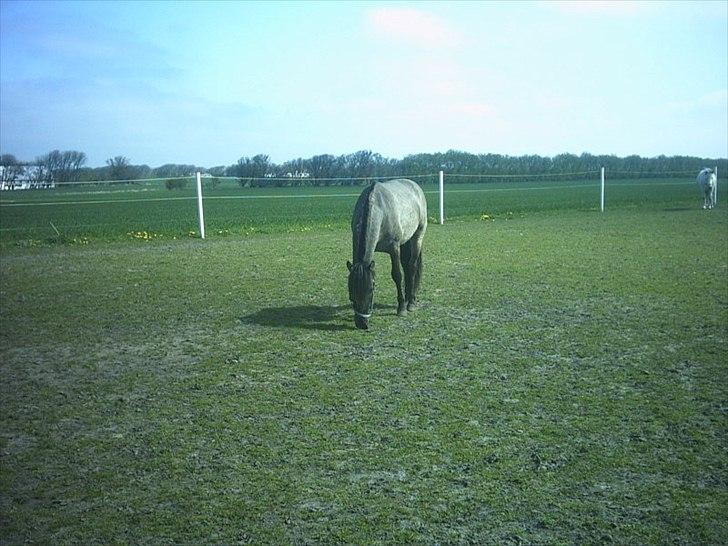 Anden særlig race Silver grey Moonlight billede 1