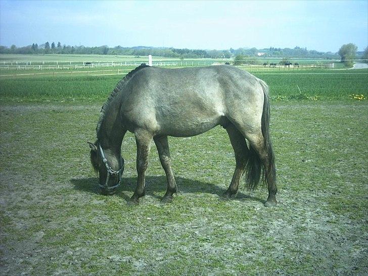 Anden særlig race Silver grey Moonlight billede 2
