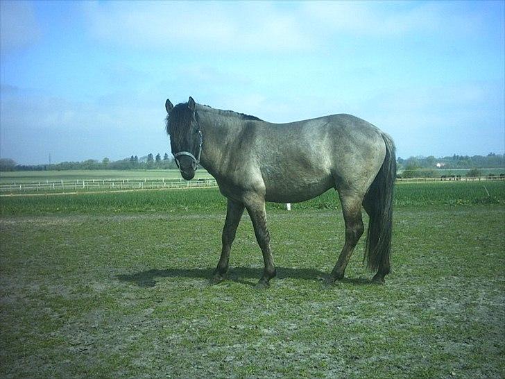 Anden særlig race Silver grey Moonlight billede 3