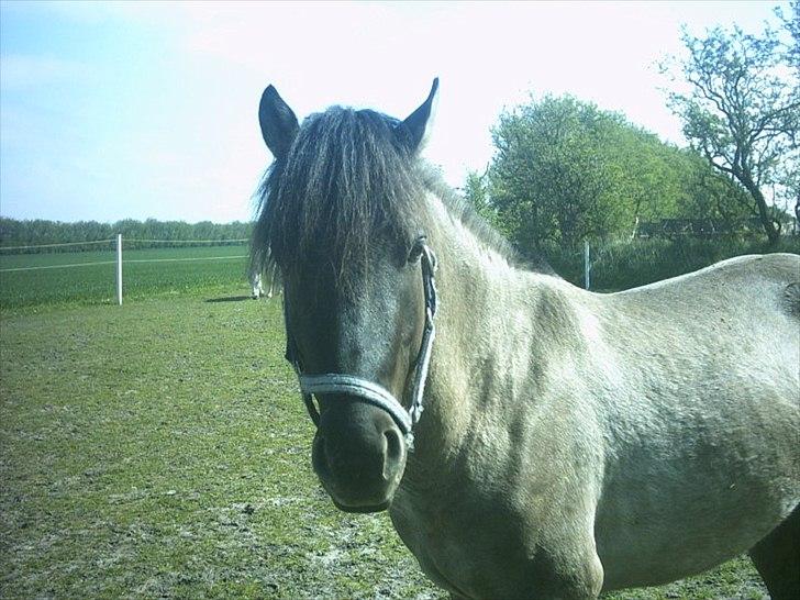 Anden særlig race Silver grey Moonlight billede 4