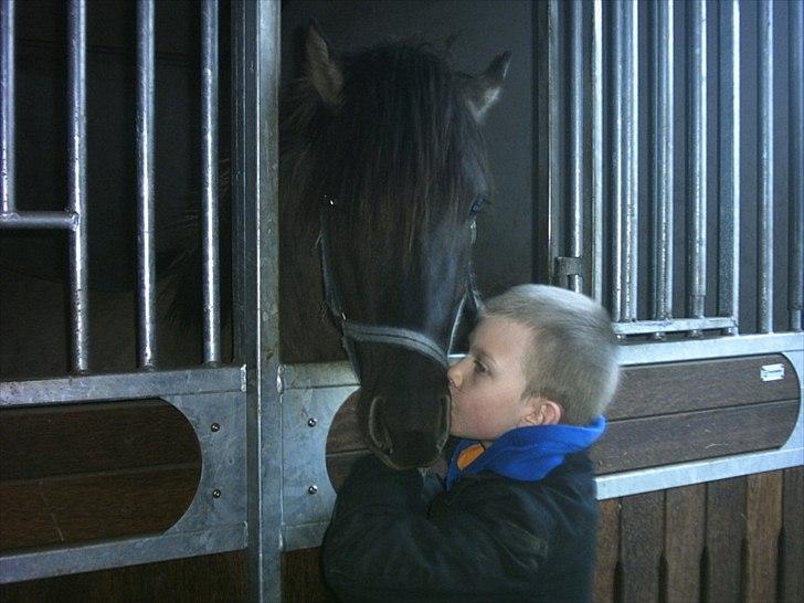 Anden særlig race Silver grey Moonlight billede 5