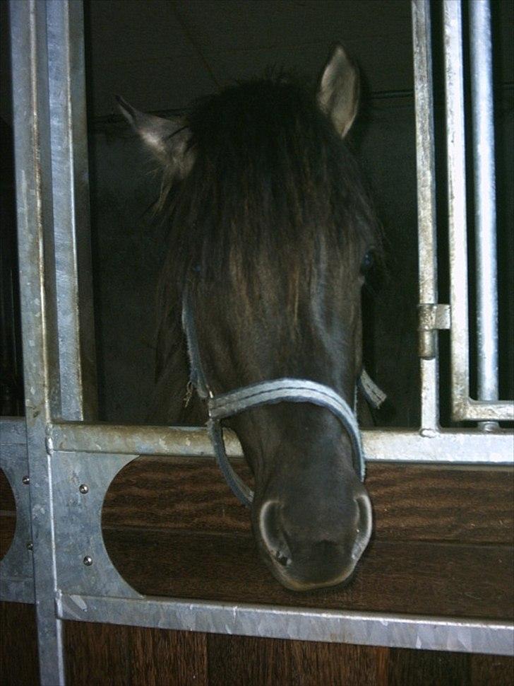 Anden særlig race Silver grey Moonlight billede 6