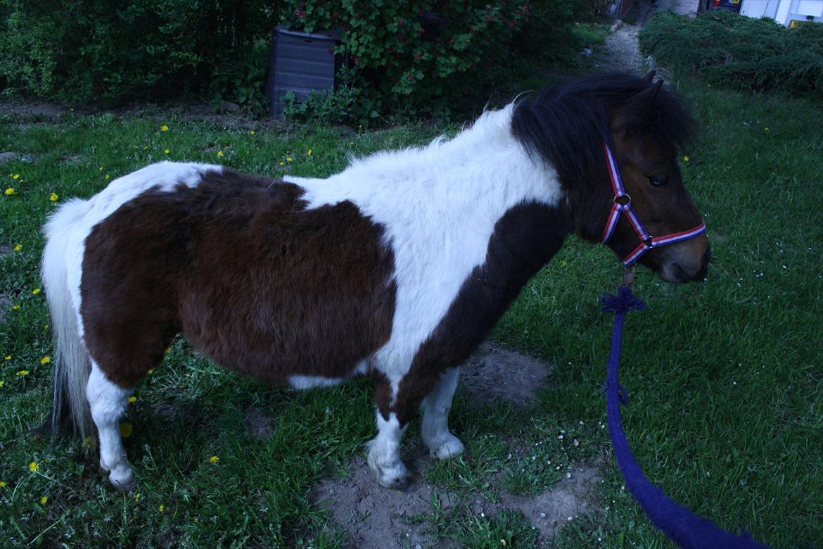 Shetlænder Spirit - han har set en kat  billede 9