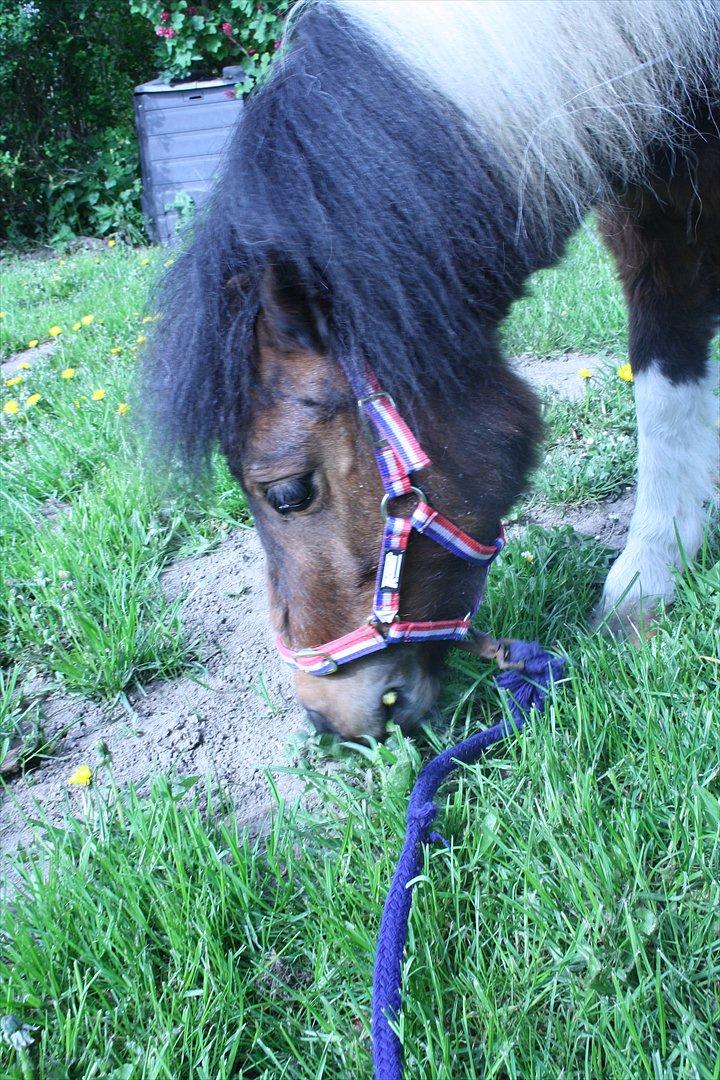 Shetlænder Spirit - han skulle lige have noget mere og spise billede 11