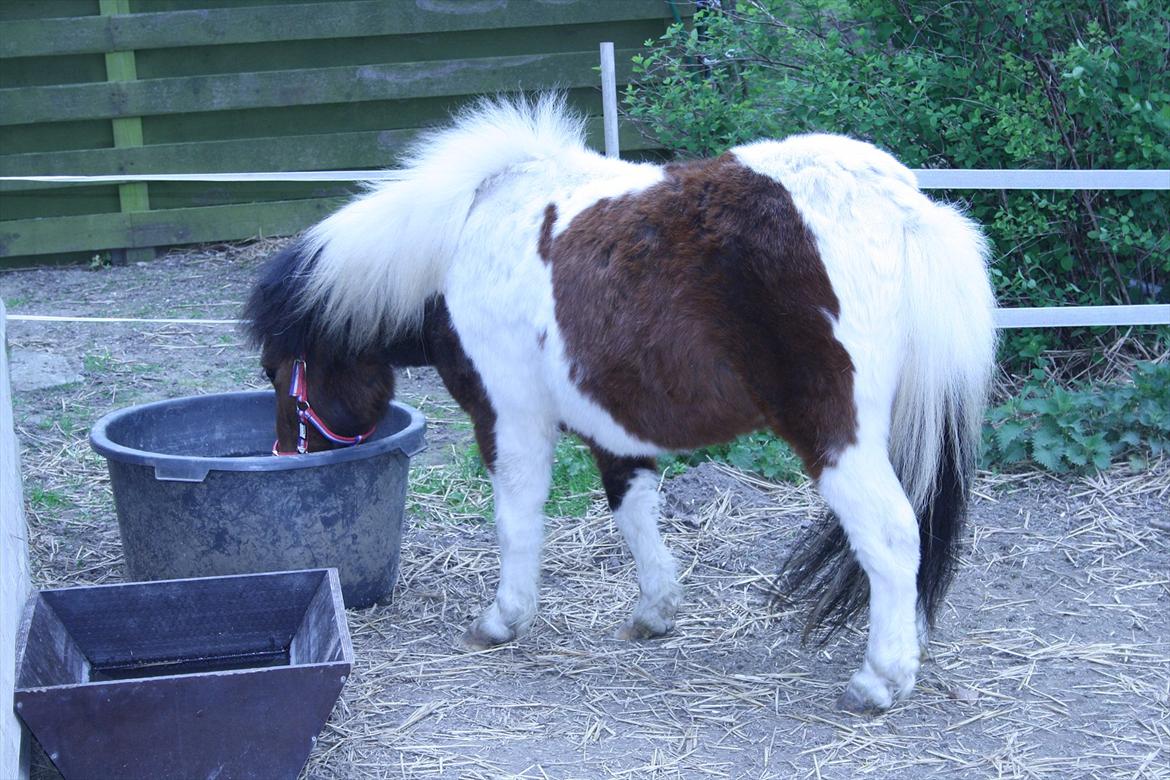 Shetlænder Spirit - Så skal der drikkes billede 5