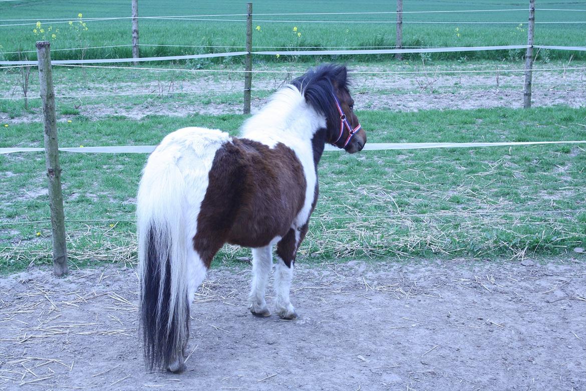 Shetlænder Spirit - han kigger på tut og samson billede 12