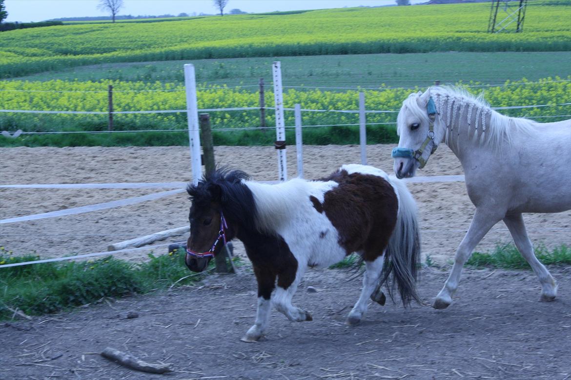 Shetlænder Spirit - Roden leget fangeleg med bella billede 13