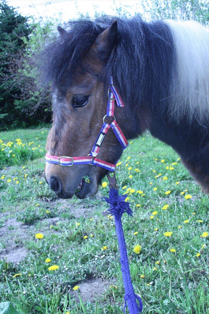 Shetlænder Spirit - han spiser hele tiden billede 15