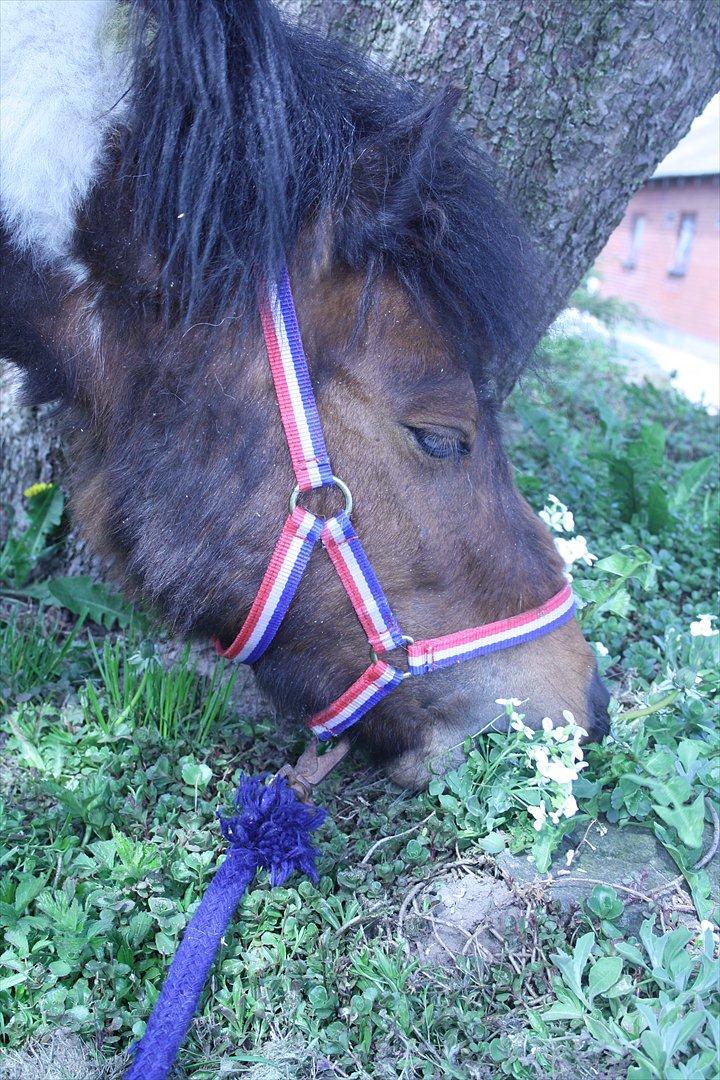 Shetlænder Spirit - dejligt grønt græs  billede 16
