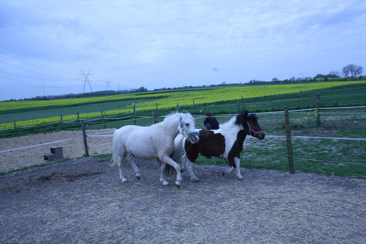 Shetlænder Spirit - Spirit kæreste bella som desvære er solgt billede 17