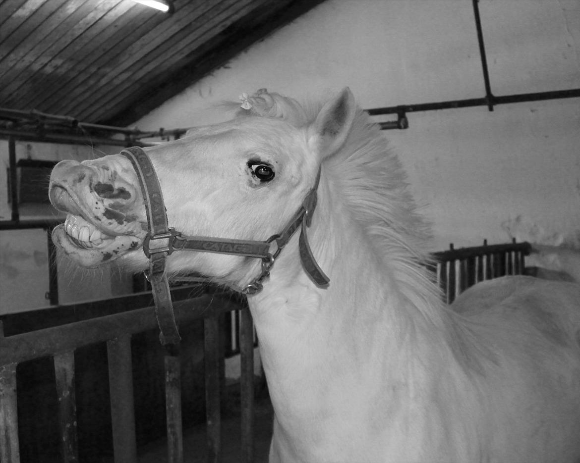 Anden særlig race PIPPI.. Sov sødt prinsesse billede 10