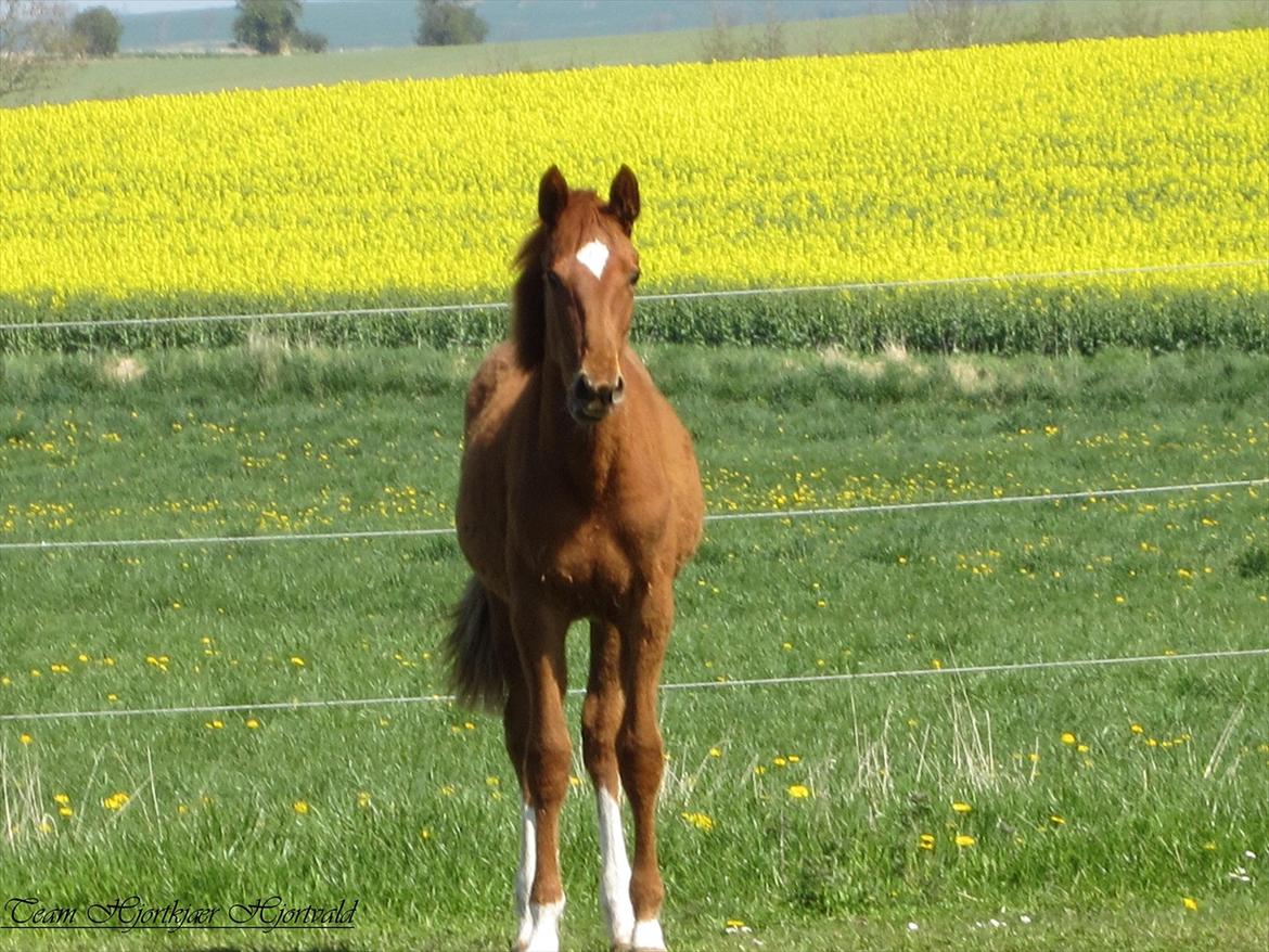 Dansk Varmblod Hjortkjærs Mirelle - Maj 2012 billede 20