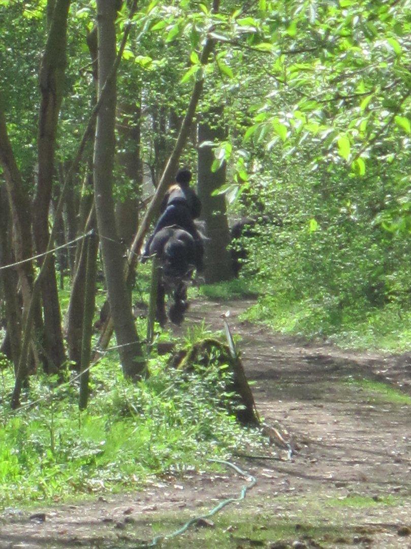 Fell pony Lunesdale Battle Cry (Hr. skæg) - Tak for kigget og bedømmelsen på forhånd:) billede 19