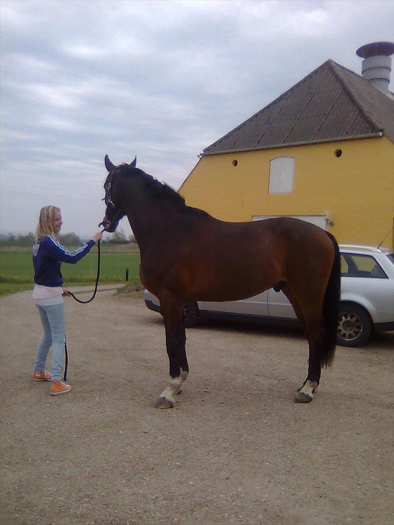 Dansk Varmblod winston billede 6