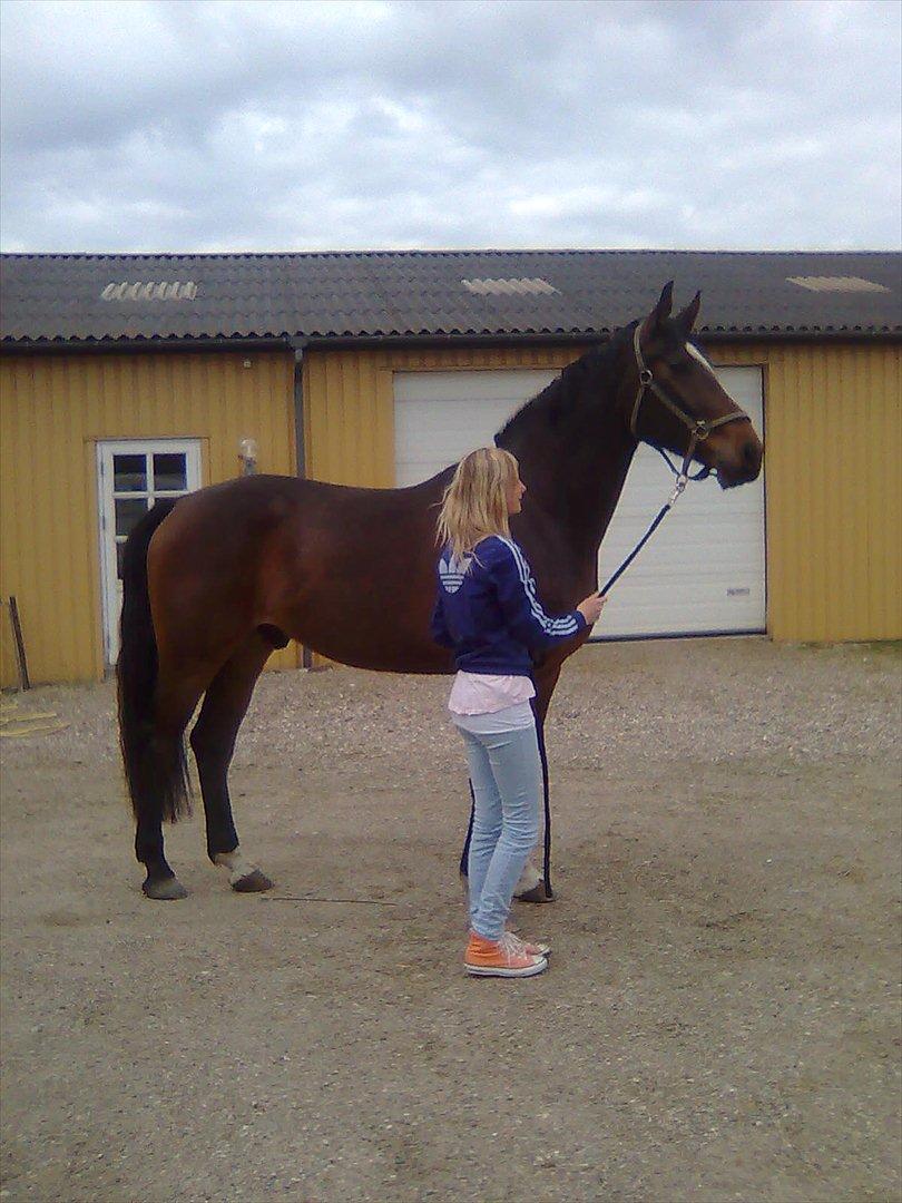 Dansk Varmblod winston billede 7