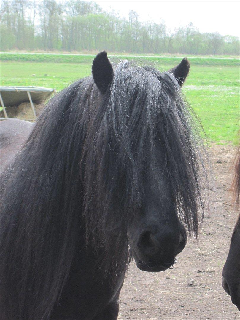 Fell pony Lunesdale Battle Cry (Hr. skæg) - Velkommen til Battle Crys profil. Håber i nyder ham, lige så meget som jeg! :D billede 1