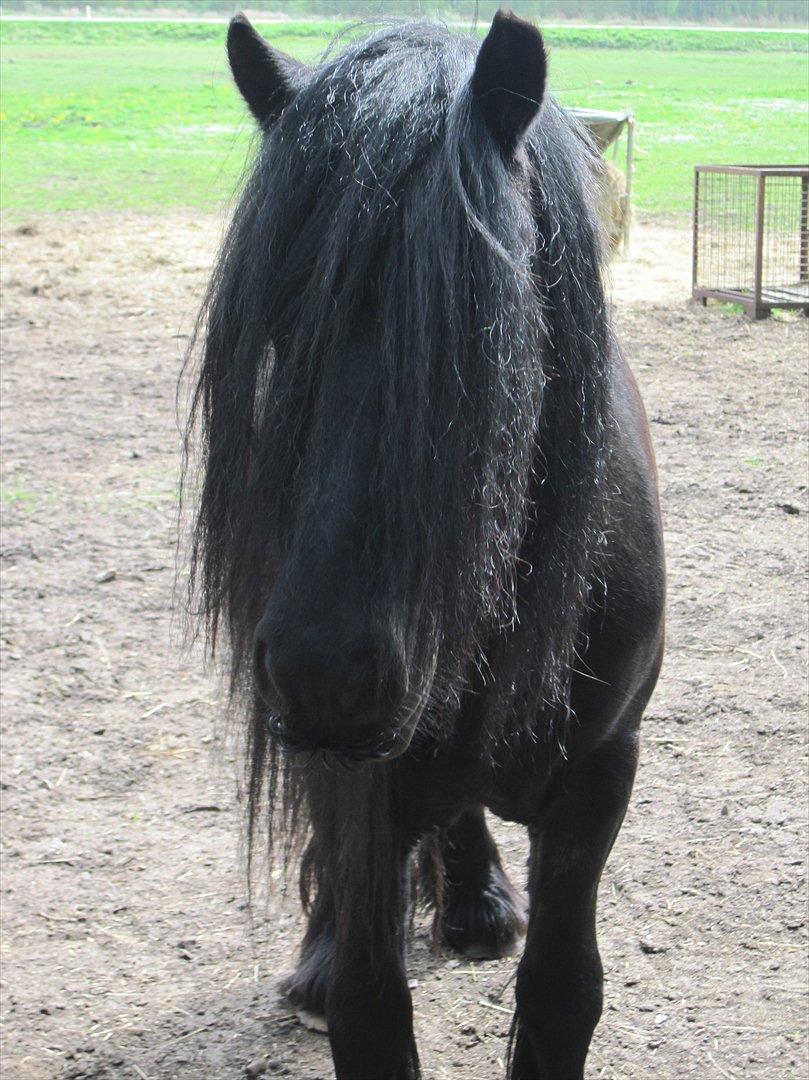 Fell pony Lunesdale Battle Cry (Hr. skæg) - Årh søde! <3 Glad for at jeg har dig! :D billede 11